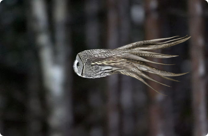 Squid-owl